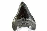 Fossil Megalodon Tooth - Polished Blade #164989-2